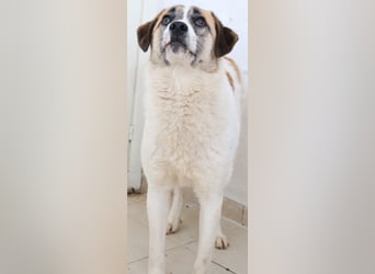 Taro, geb. ca. 08/2018, lebt in GRIECHENLAND, im städt. Tierheim Serres