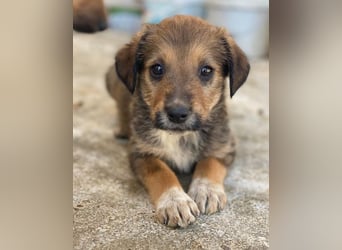 Woody, geb. ca. 02/2026, lebt in GRIECHENLAND, im städt. Tierheim Serres
