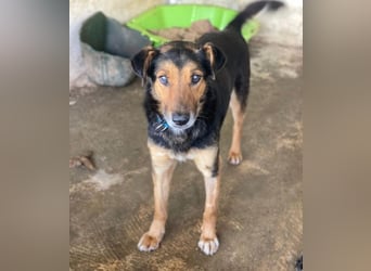 Tizian, geb. ca. 04/2022, lebt in GRIECHENLAND, auf einer privaten Pflegestelle