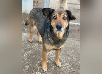 Violetta, geb. ca. 09/2018, lebt in GRIECHENLAND, im städt. Tierheim Serres