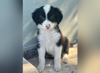 Tinkerbelle, geb. ca. 06/2026, lebt in GRIECHENLAND, im städt. Tierheim Serres