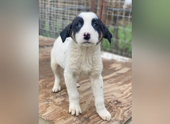 Hawaii, geb. ca. 11/2025, lebt in GRIECHENLAND, auf einer privaten Pflegestelle