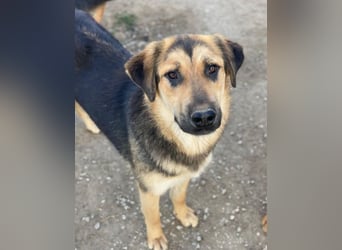 Elphaba, geb. ca. 07/2025, lebt in GRIECHENLAND, im städt. Tierheim Serres