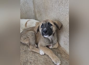 Amber, geb. ca. 02/2026, lebt in GRIECHENLAND, im städt. Tierheim Serres