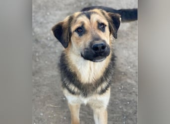 Elphaba, geb. ca. 07/2025, lebt in GRIECHENLAND, im städt. Tierheim Serres