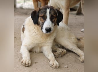 Pitt, geb. ca. 05/2021, lebt in GRIECHENLAND, im städt. Tierheim Serres