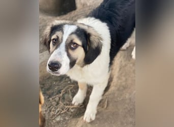 Rhydan, geb. ca.09/2025, lebt in GRIECHENLAND, im städt. Tierheim Serres