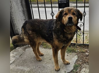 Frieder, geb. ca. 11/2019, lebt in GRIECHENLAND, im städt. Tierheim Serres