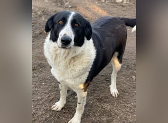 Franka, geb. ca. 06/2019, lebt in GRIECHENLAND, im städt. Tierheim Serres