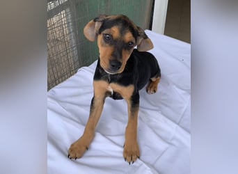 Linaria, geb. ca. 12/2025, lebt in GRIECHENLAND, im städt. Tierheim Serres