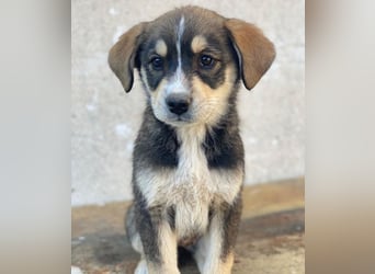 Sissy, geb. ca. 03/2026, lebt in GRIECHENLAND, auf einer privaten Pflegestelle