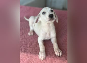 Lily, geb. ca. 05/2026, lebt in GRIECHENLAND, im städt. Tierheim Serres