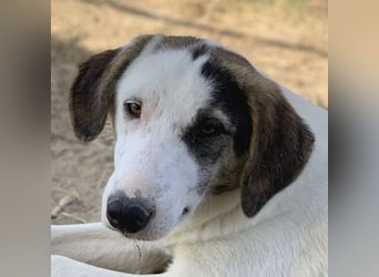  Colette, geb. ca. 02/2022, lebt in GRIECHENLAND, im städt. Tierheim Serres