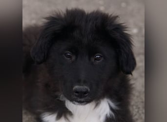 Baron, geb. ca. 12/2023, lebt in GRIECHENLAND, auf einem Gelände, Hunde werden notdürftig versorgt