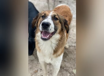 Barkley, geb. ca. 10/2024, lebt in GRIECHENLAND, auf einer privaten Pflegestelle