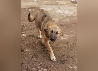 Lauser, geb. ca. 10/2023, lebt in GRIECHENLAND, auf einem Gelände, Hunde werden notdürftig versorgt