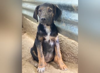 Miranda, geb. ca. 01/2026, lebt in GRIECHENLAND, auf einer privaten Pflegestelle