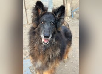 Snorre, geb. ca. 11/2017, lebt in GRIECHENLAND, im städt. Tierheim Serres