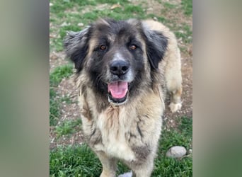 Harper, geb. ca. 12/2018, lebt in GRIECHENLAND, im städt. Tierheim Serres