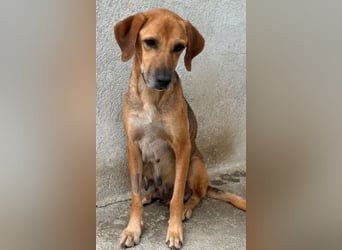 Angelina, geb. ca. 07/2022, lebt in GRIECHENLAND, im städt. Tierheim Serres
