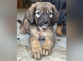 Harissa, geb. ca. 05/2026, lebt in GRIECHENLAND, im städt. Tierheim Serres