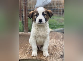 Calzone, geb. ca. 11/2025, lebt in GRIECHENLAND, auf einer privaten Pflegestelle