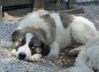 Lexya, geb. ca. 02/2025, lebt in GRIECHENLAND, im städtischen Tierheim