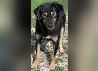 Lavinia, geb. ca. 06/2019, lebt in GRIECHENLAND, im städt. Tierheim Serres