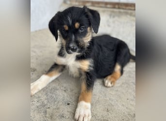 Esmeralda, geb. ca. 02/2026, lebt in GRIECHENLAND, im städt. Tierheim Serres