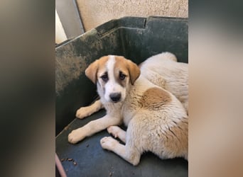 Alma, geb. ca. 02/2026, lebt in GRIECHENLAND, im städt. Tierheim Serres