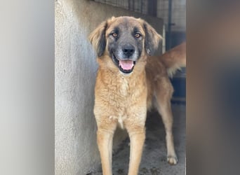 Lacasito, geb. ca. 01/2022, lebt in GRIECHENLAND, im städt. Tierheim Serres