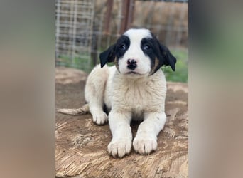 Hawaii, geb. ca. 11/2025, lebt in GRIECHENLAND, auf einer privaten Pflegestelle