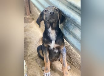 Miranda, geb. ca. 01/2026, lebt in GRIECHENLAND, auf einer privaten Pflegestelle