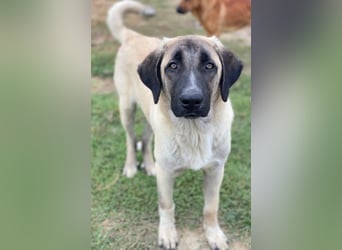 Twixx, geb. ca. 03/2025, lebt in GRIECHENLAND, im städt. Tierheim Serres