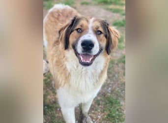 Barkley, geb. ca. 10/2024, lebt in GRIECHENLAND, auf einer privaten Pflegestelle