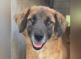 Lacasito, geb. ca. 01/2022, lebt in GRIECHENLAND, im städt. Tierheim Serres