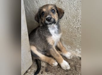 Woody, geb. ca. 02/2026, lebt in GRIECHENLAND, im städt. Tierheim Serres