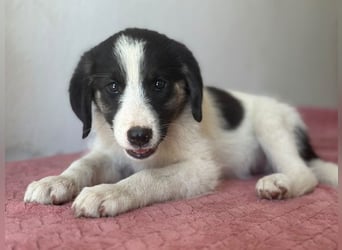 Pina, geb. ca. 05/2026, lebt in GRIECHENLAND, im städt. Tierheim Serres