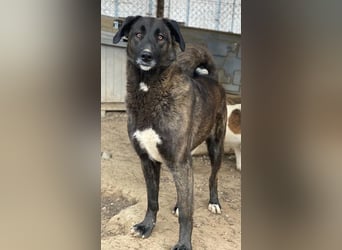 Niabi, geb. ca. 05/2023, lebt in GRIECHENLAND, im städt. Tierheim Serres