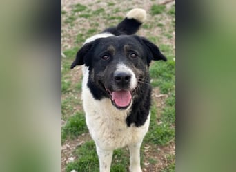 Thanio, geb. ca. 06/2020, lebt in GRIECHENLAND, im städt. Tierheim Serres