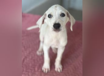 Lily, geb. ca. 05/2026, lebt in GRIECHENLAND, im städt. Tierheim Serres