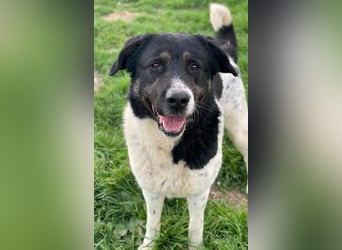 Thanio, geb. ca. 06/2020, lebt in GRIECHENLAND, im städt. Tierheim Serres