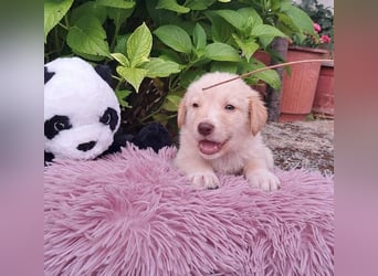  Fluffy-Boo, geb. ca. 04/2026, lebt auf einer Pflegestelle in 44651 Herne