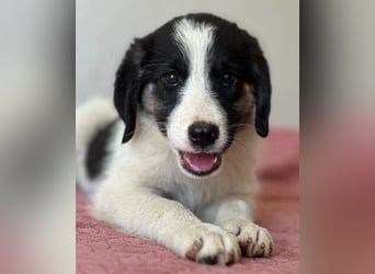 Pina, geb. ca. 05/2026, lebt in GRIECHENLAND, im städt. Tierheim Serres