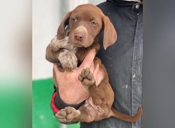 Castanea, geb. ca. 11/2025, lebt in GRIECHENLAND, auf einer privaten Pflegestelle