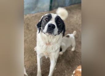 Marinara, geb. ca. 01/2025, lebt in GRIECHENLAND, auf einer privaten Pflegestelle