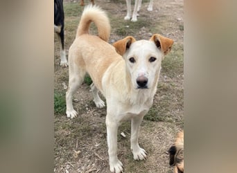 Kalena, geb. ca. 01/2025, lebt in GRIECHENLAND, im städt. Tierheim Serres