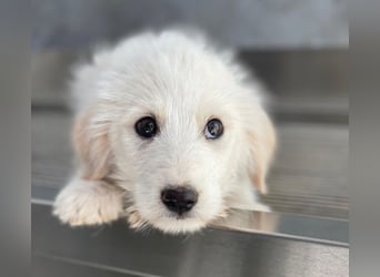 Zucker, geb. ca. 01/2026, lebt in GRIECHENLAND, auf einer privaten Pflegestelle