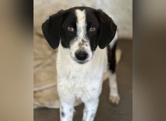 Amora, geb. ca. 03/2024, lebt in GRIECHENLAND, auf einer privaten Pflegestelle