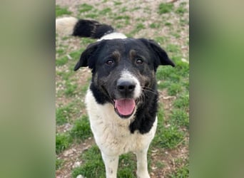 Thanio, geb. ca. 06/2020, lebt in GRIECHENLAND, im städt. Tierheim Serres